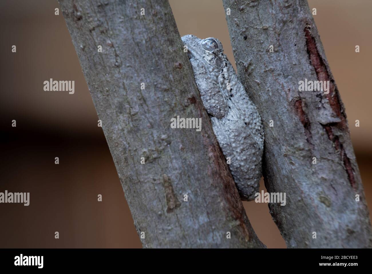 Close up of a Cope's Gray Tree Frog wedged between two limbs. Could be a meme for in a tight spot or stuck at home. North Carolina. Stock Photo