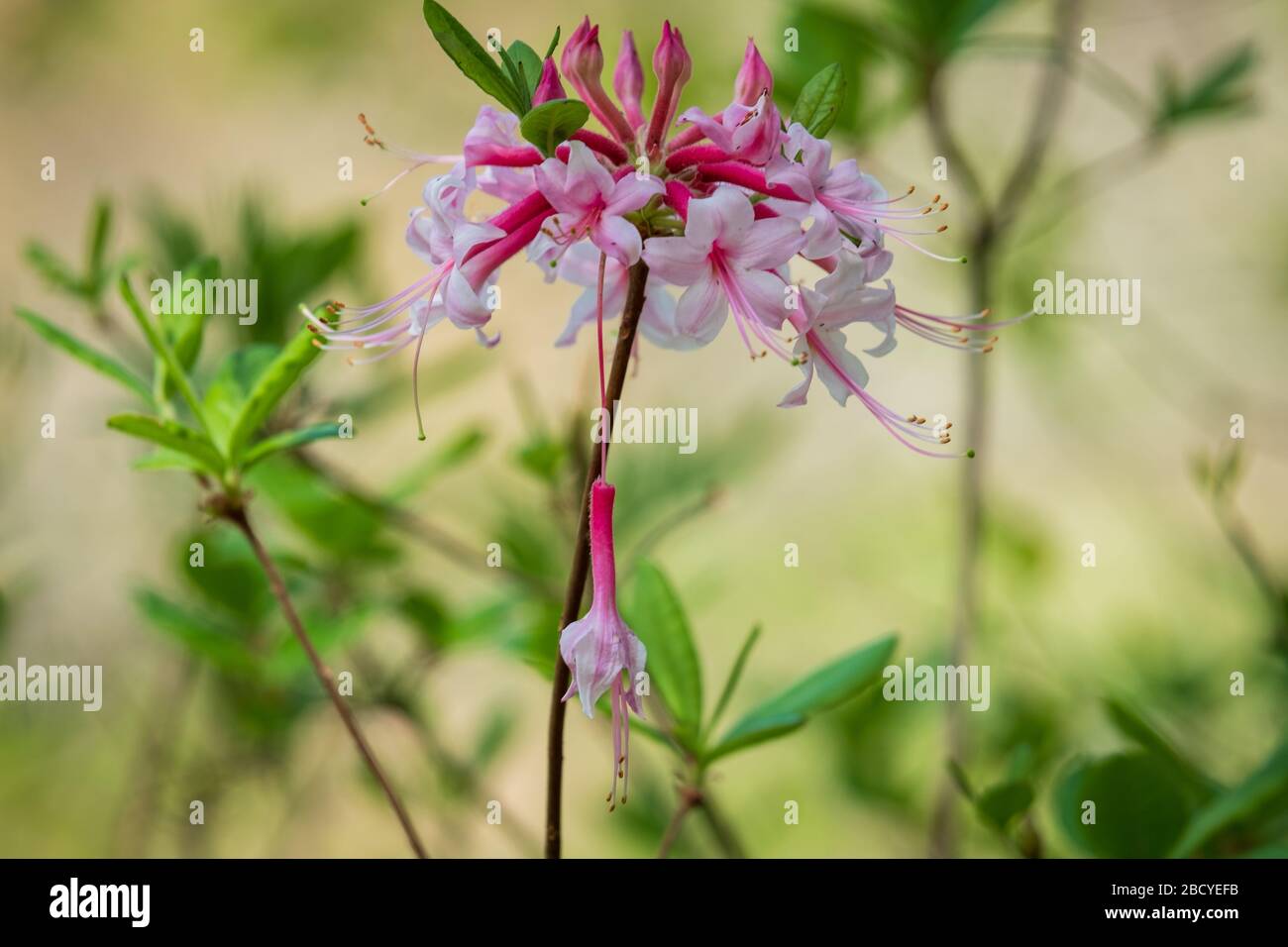 A single bloom barely hangs on from a cluster of wild azalea blossoms at Yates Mill County Park. Raleigh, North Carolina. Stock Photo