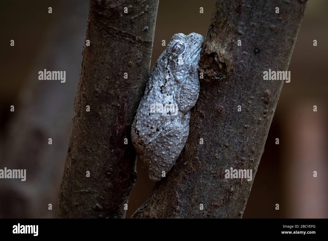 Macro of a Cope's Gray Tree Frog wedged between two limbs. Could be a meme for in a tight spot or stuck at home. North Carolina. Stock Photo