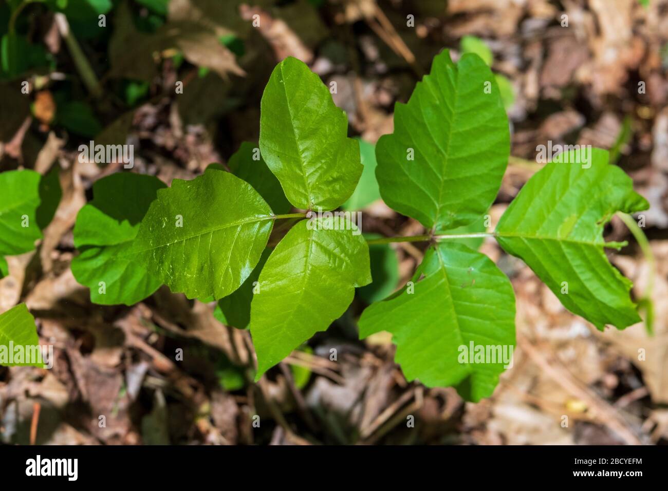 Poisn ivy - leaves of three let it be. Top view of plant from top view. Stock Photo