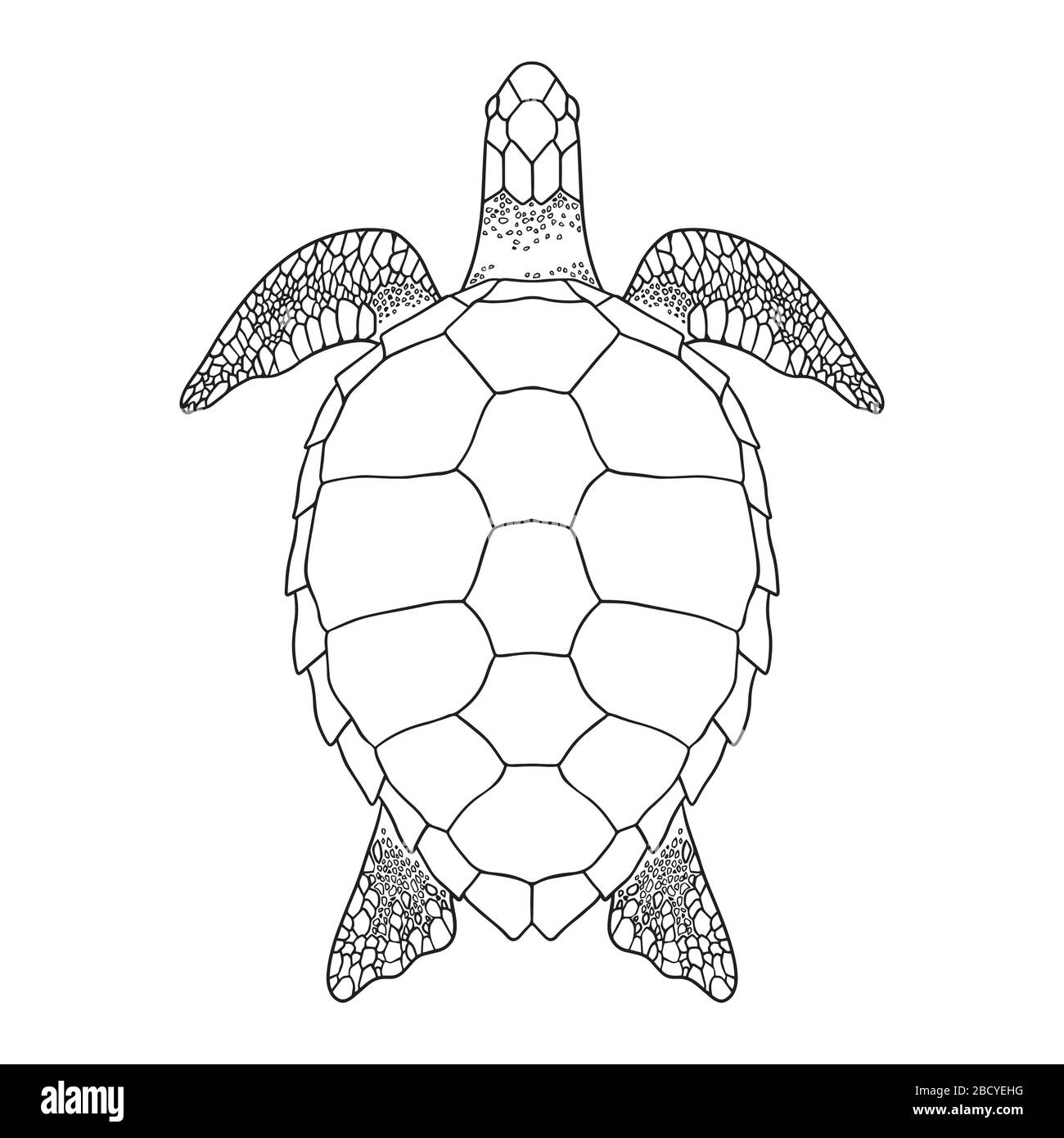 Sea turtle outline. Black and white vector illustration. Top view, Isolated turtle on white background Stock Vector