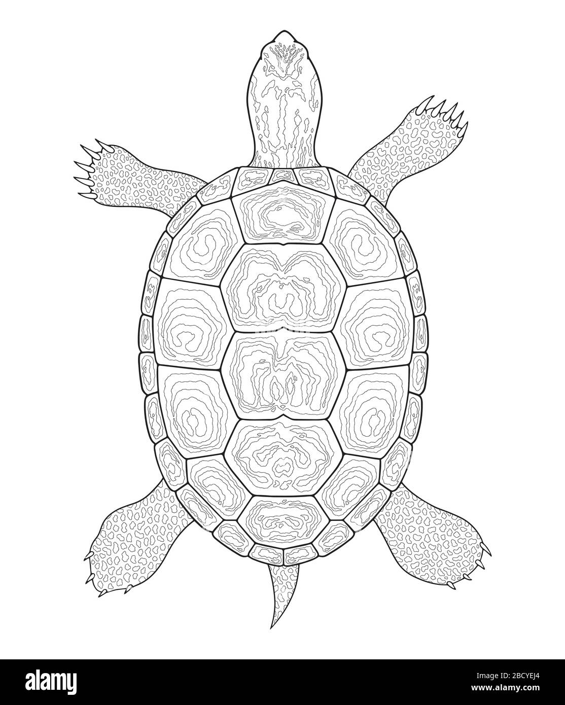 Diamondback Terrapin turtle outline. Black and white vector illustration. Top view, Isolated turtle on white background Stock Vector