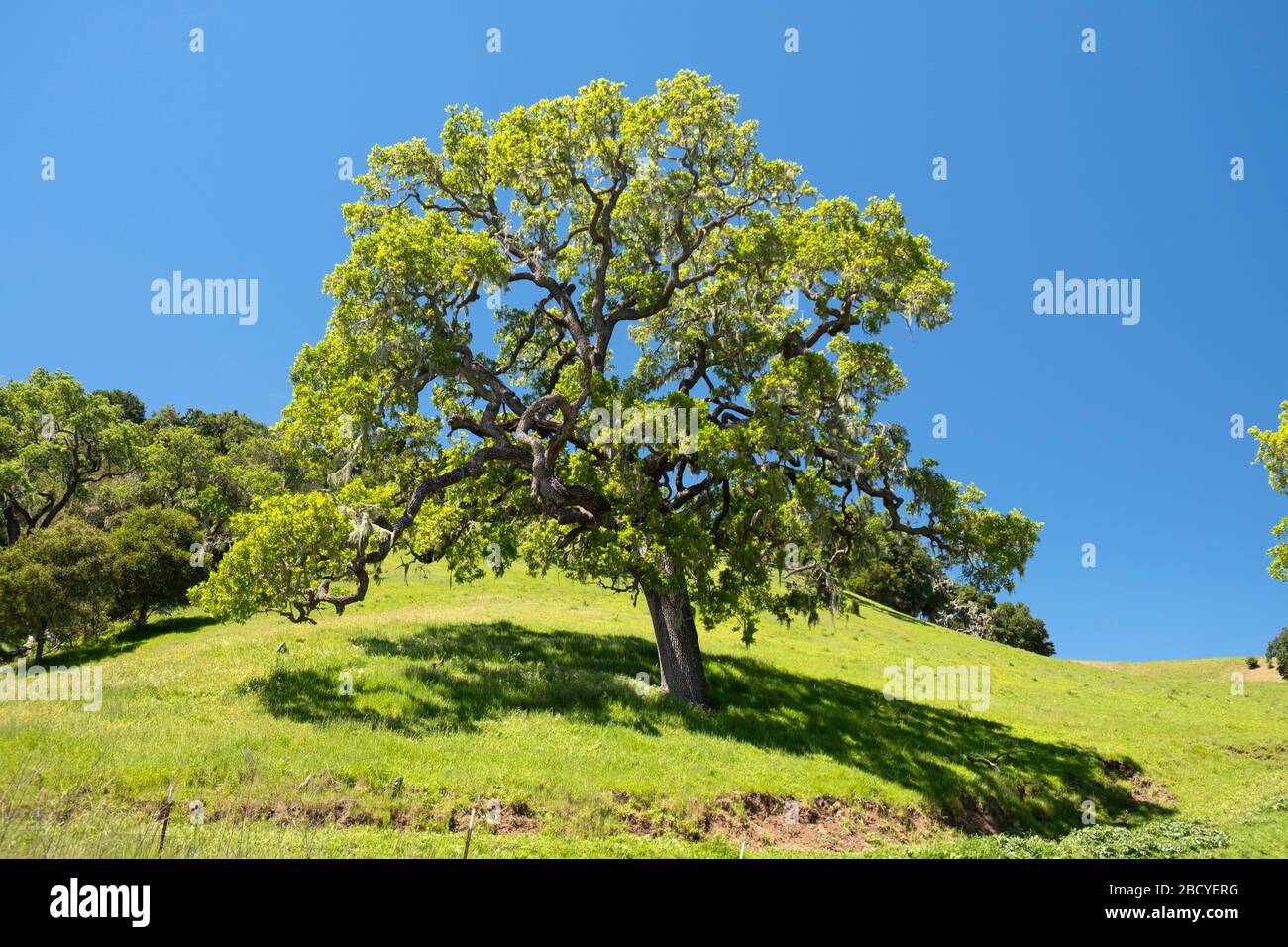 Lone oak tree on hill hires stock photography and images Alamy