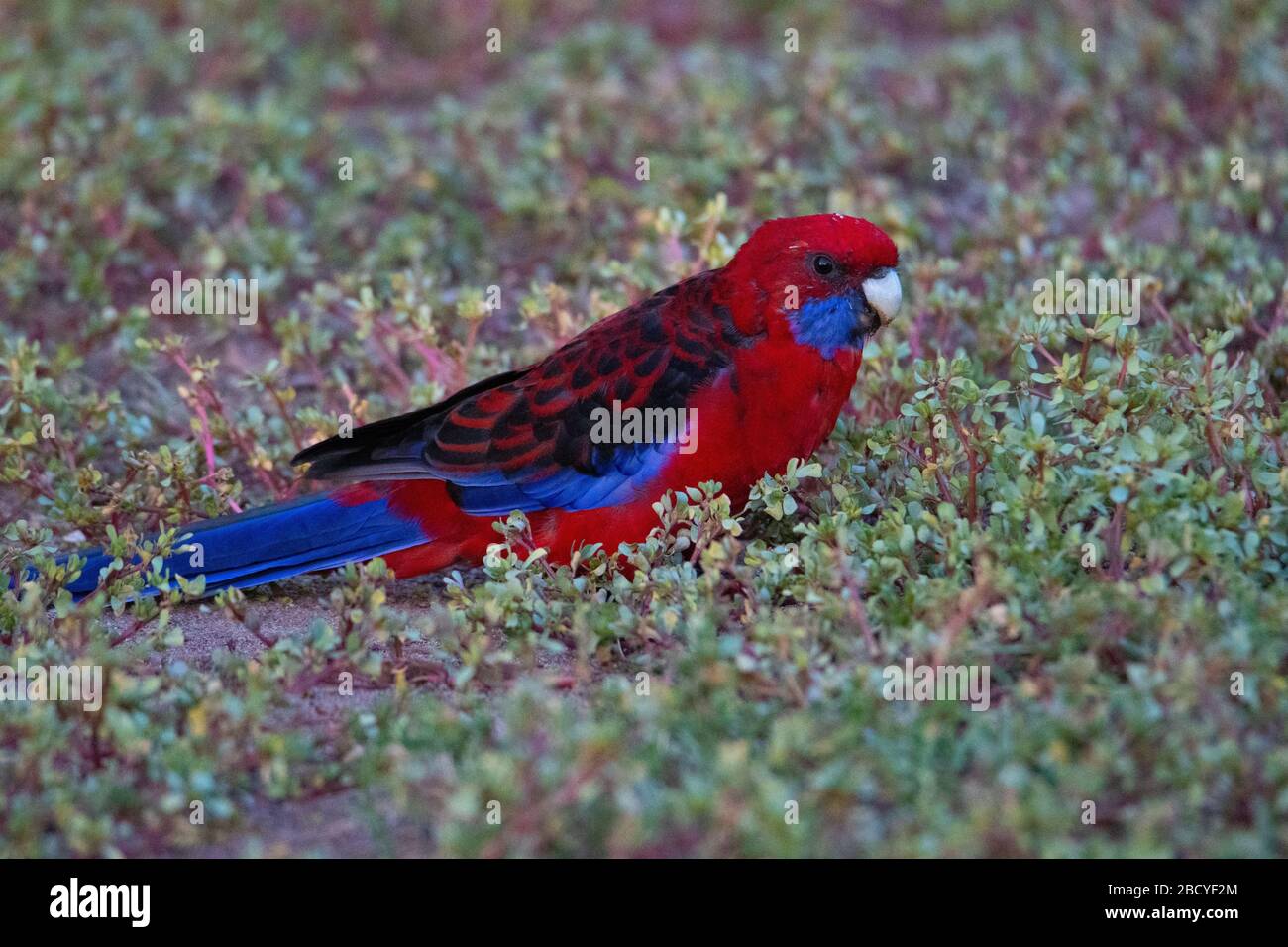 Bird life in Australia Stock Photo