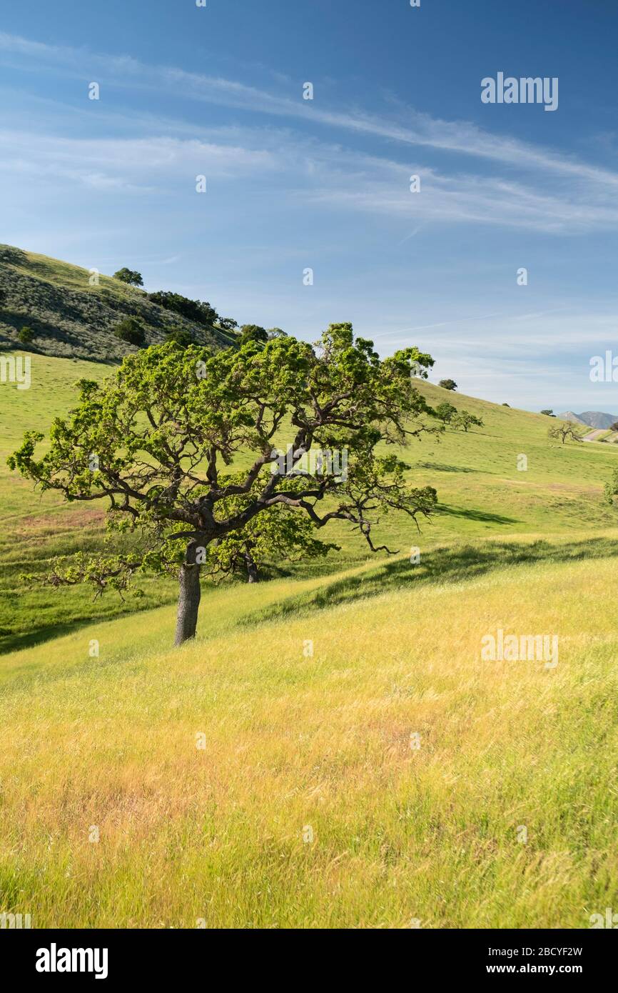 Pastoral scenes of spring with oak trees in the Santa Ynez Valley of California Stock Photo