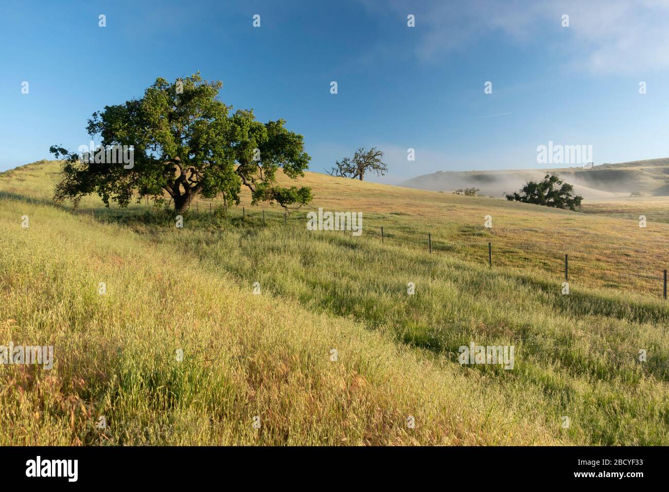 Pastoral scenes of spring with oak trees in the Santa Ynez Valley of California Stock Photo
