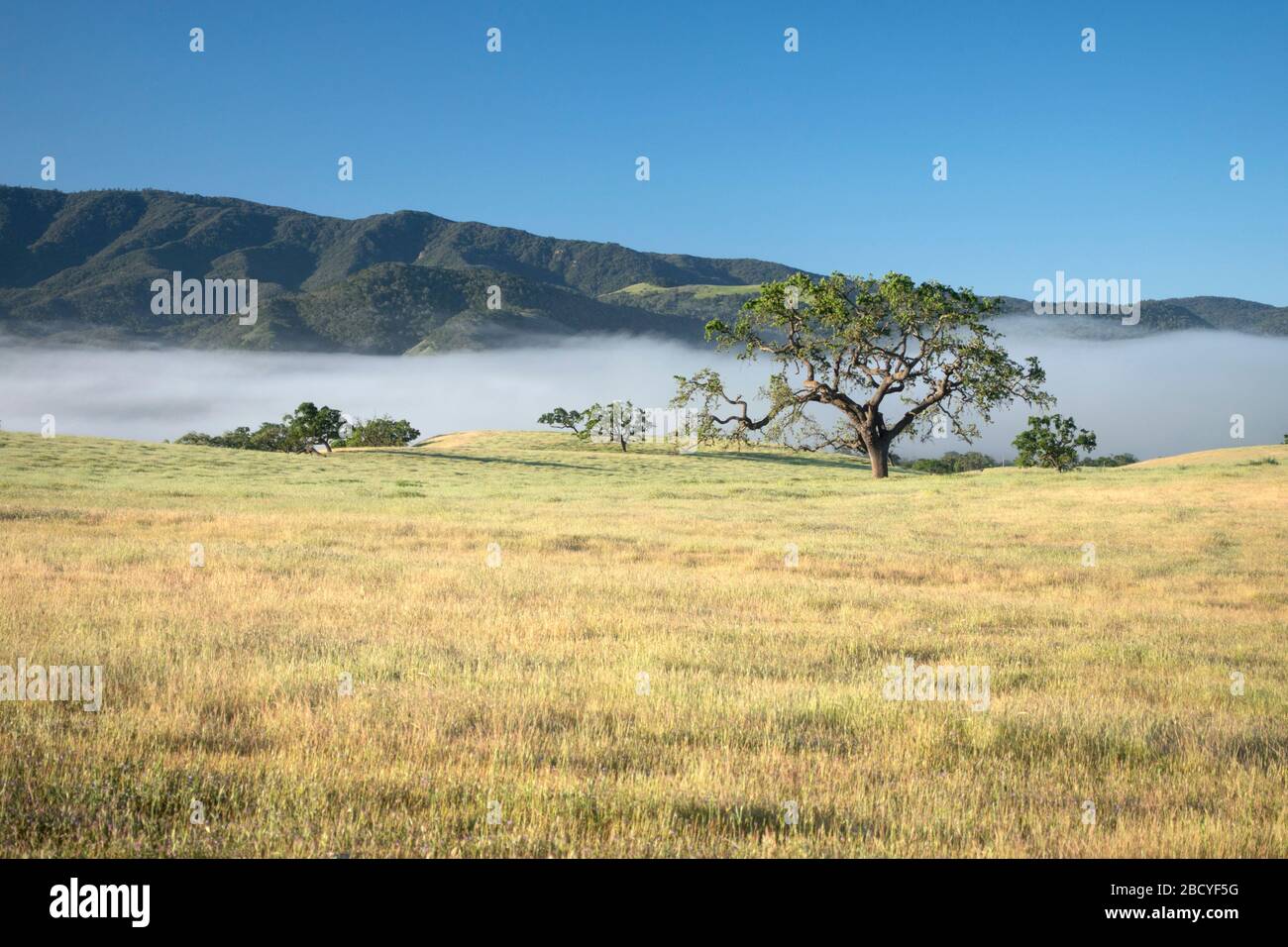 Single oak tree under a blue sky in field Stock Photo