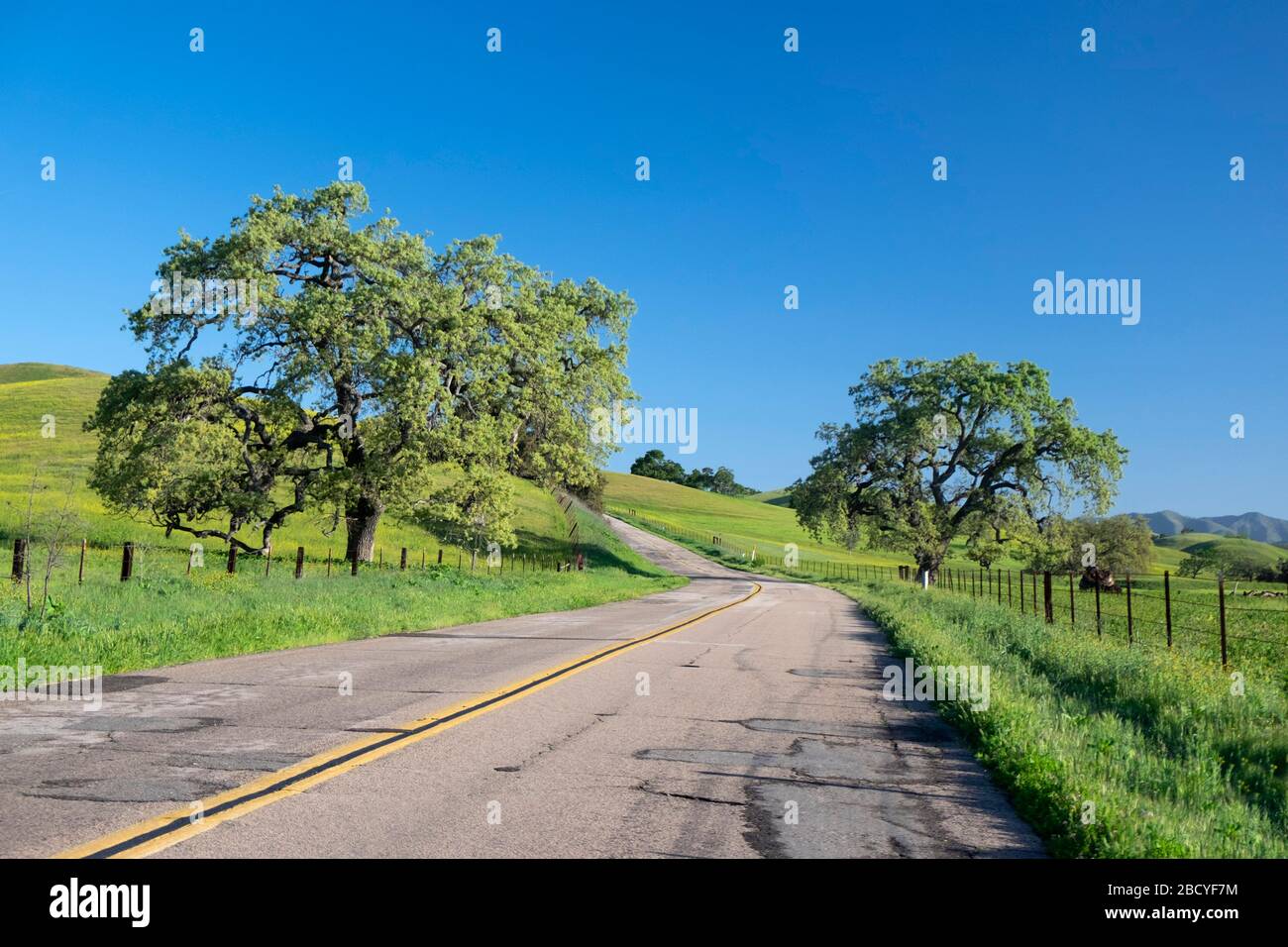 Oak trees along rural roads in the Santa Ynez Valley of California in ...