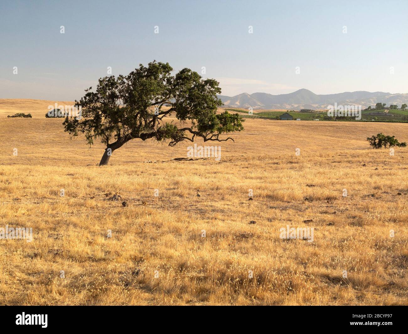 Lone oak tree in summer field in Santa Ynez Valley of California Stock Photo