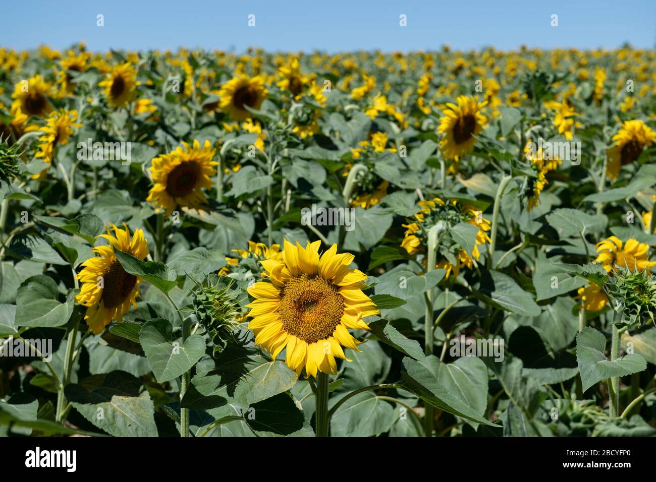 Sunflowers, Helianthus sp. Peneleau, Montignac-de-Lauzun, Lot-et-Garonne, France, Europe Stock Photo