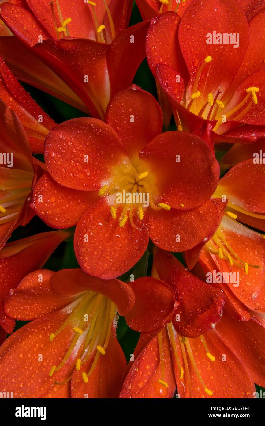 Clivia, Amaryllidaceae, Kaffir Lily, Cypress Garden, Mill Valley, California Stock Photo