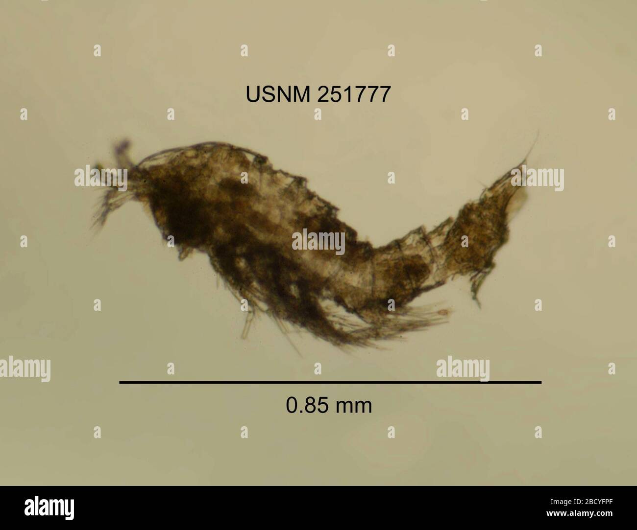 Attheyella Mrazekiella carolinensis. 21 Oct 2014SITE 41 Attheyella Mrazekiella carolinensis Stock Photo