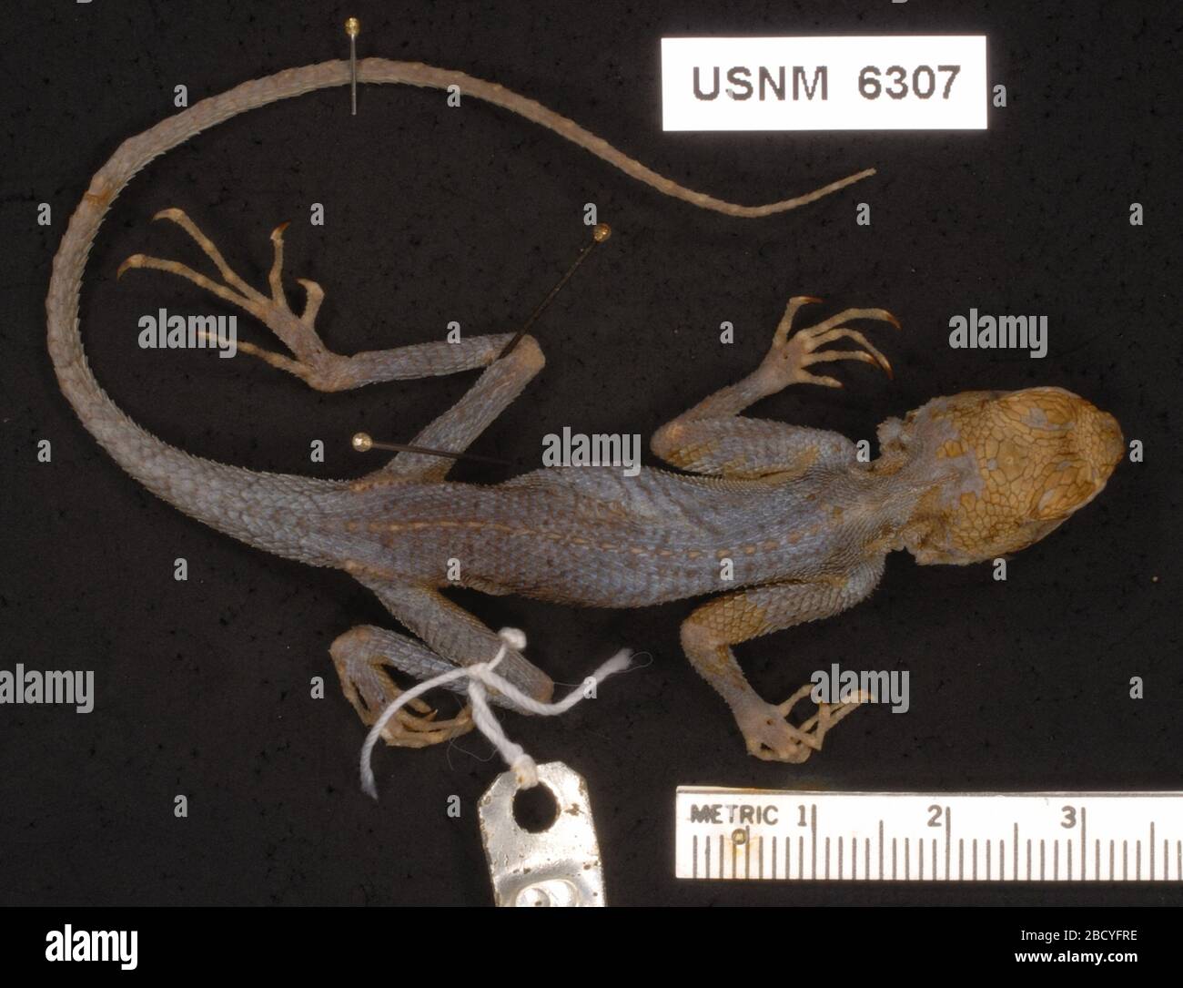 Agama agama africana. 4 Mar 20191 Agama agama africana Stock Photo Alamy