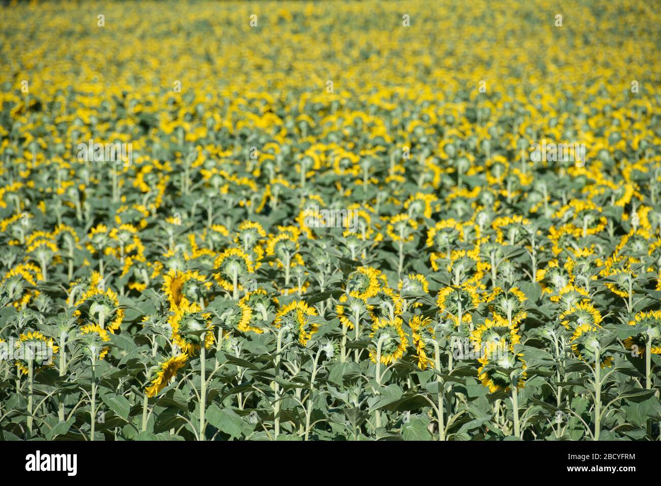 Sunflowers, Helianthus sp. Peneleau, Montignac-de-Lauzun, Lot-et-Garonne, France, Europe Stock Photo