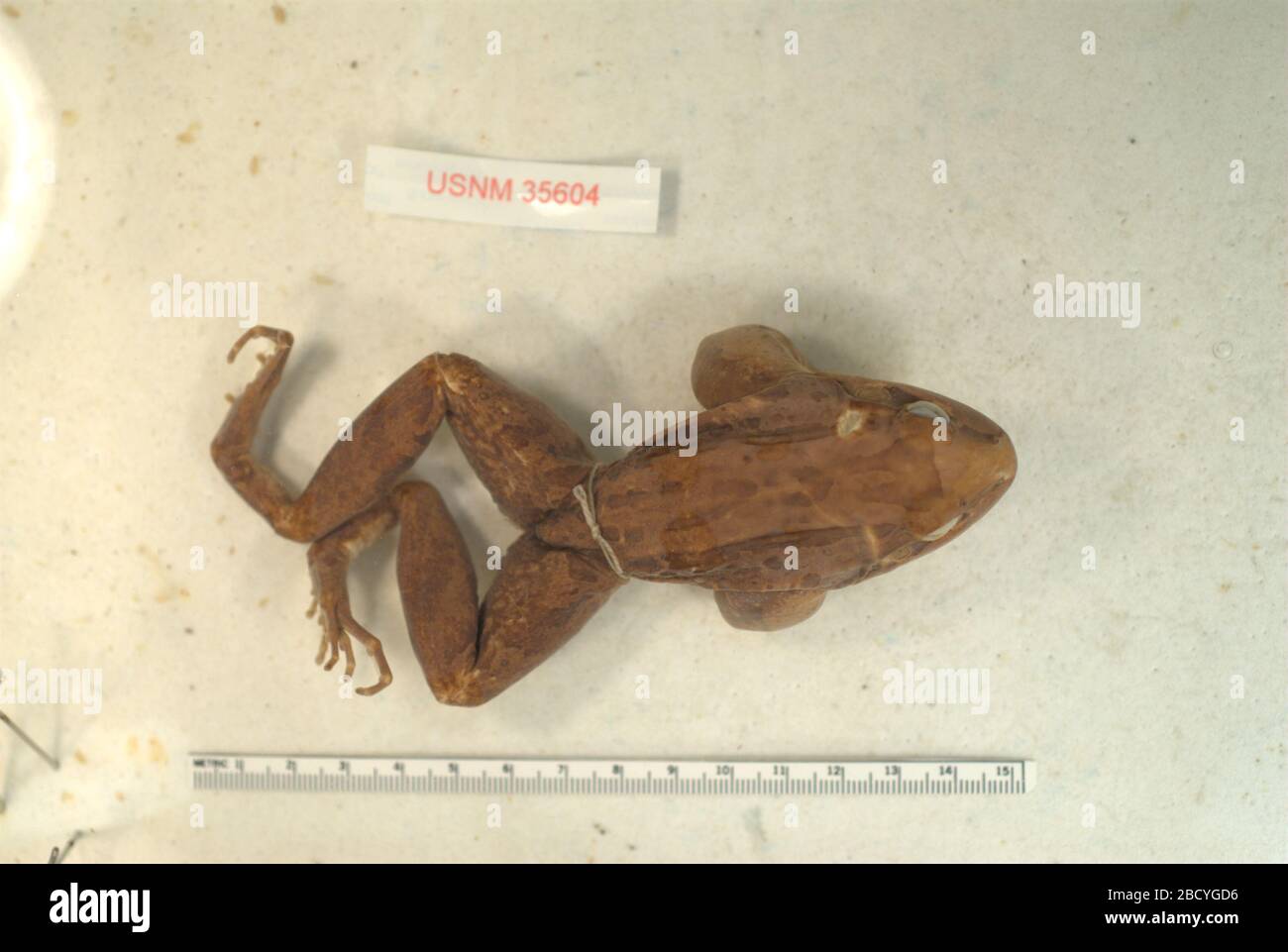 Leptodactylus insularum. 2 Oct 20181 Leptodactylus insularum Stock Photo