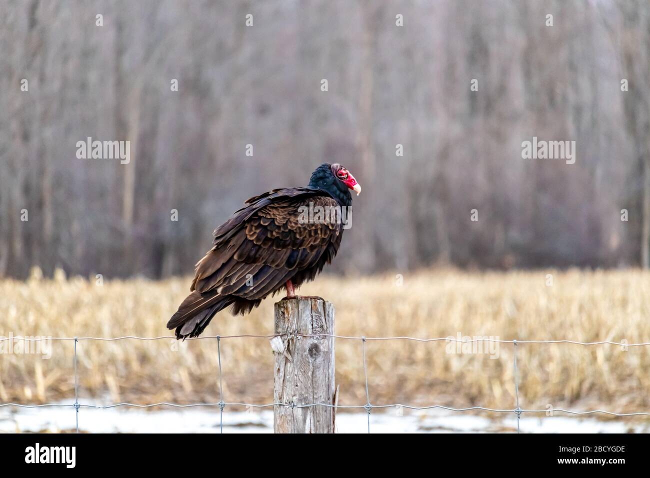 New world vulture family hires stock photography and images Alamy