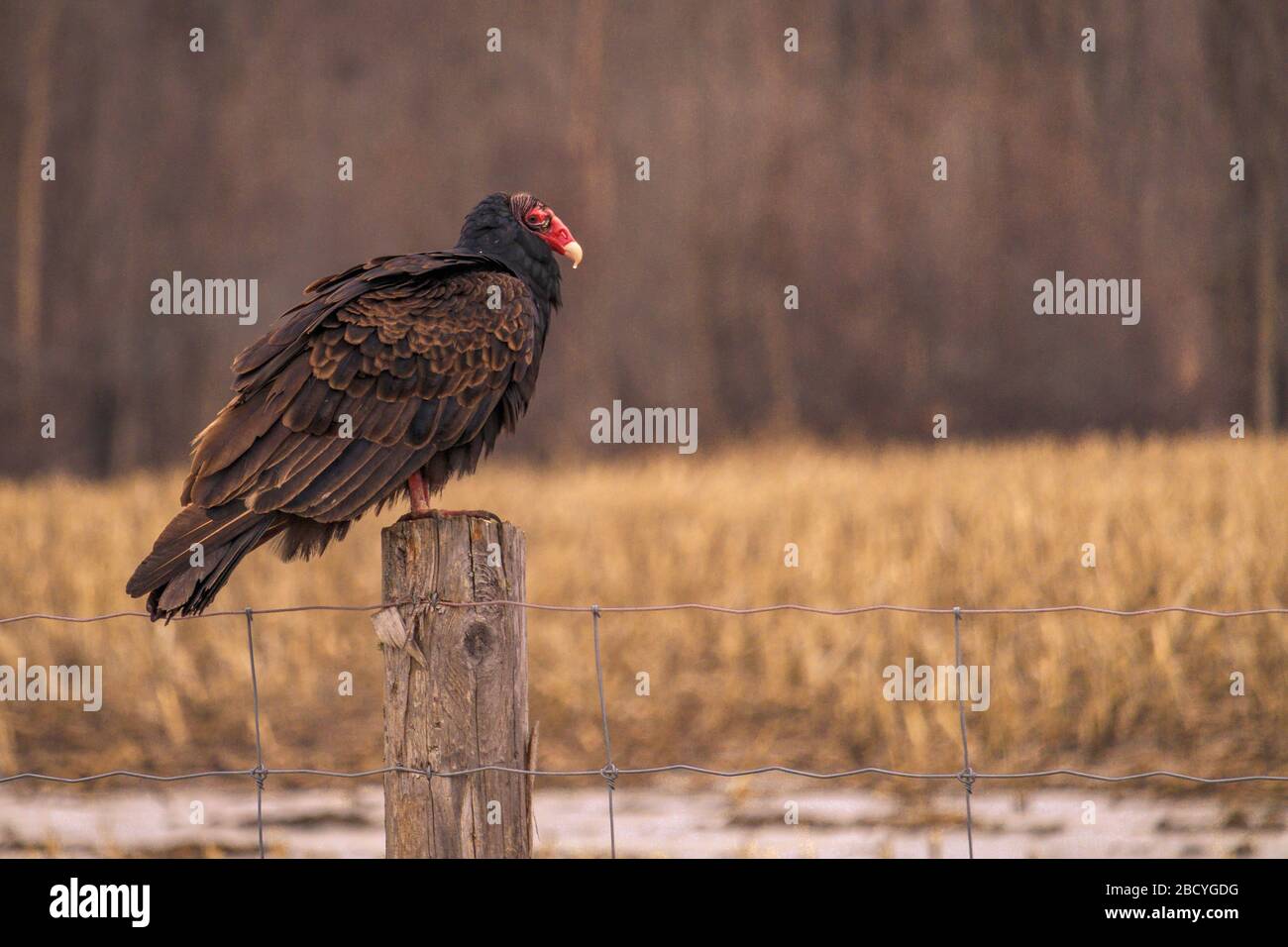 New world vulture family hires stock photography and images Alamy