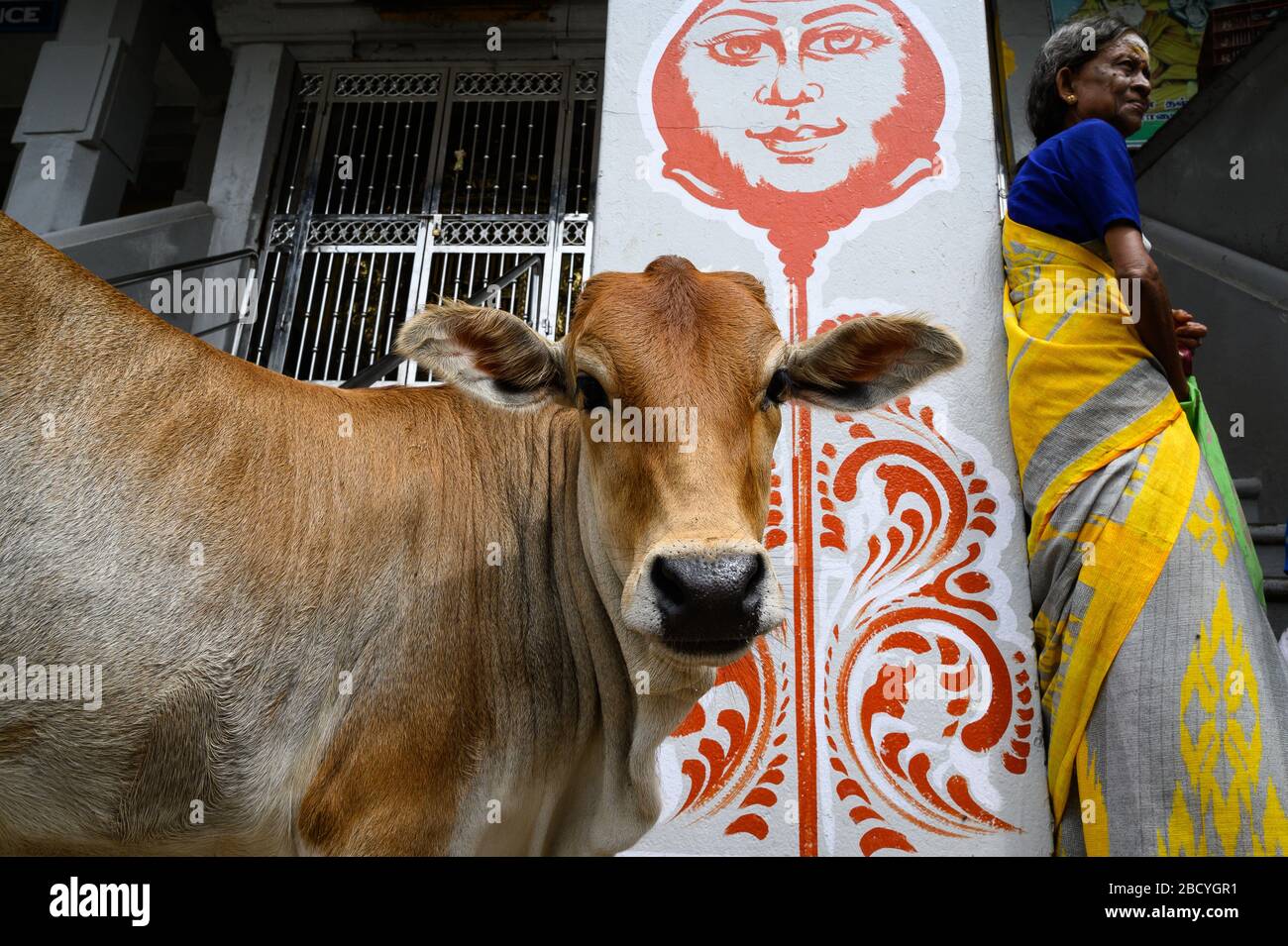 Portrait of a cow, Rameswaram, India Stock Photo