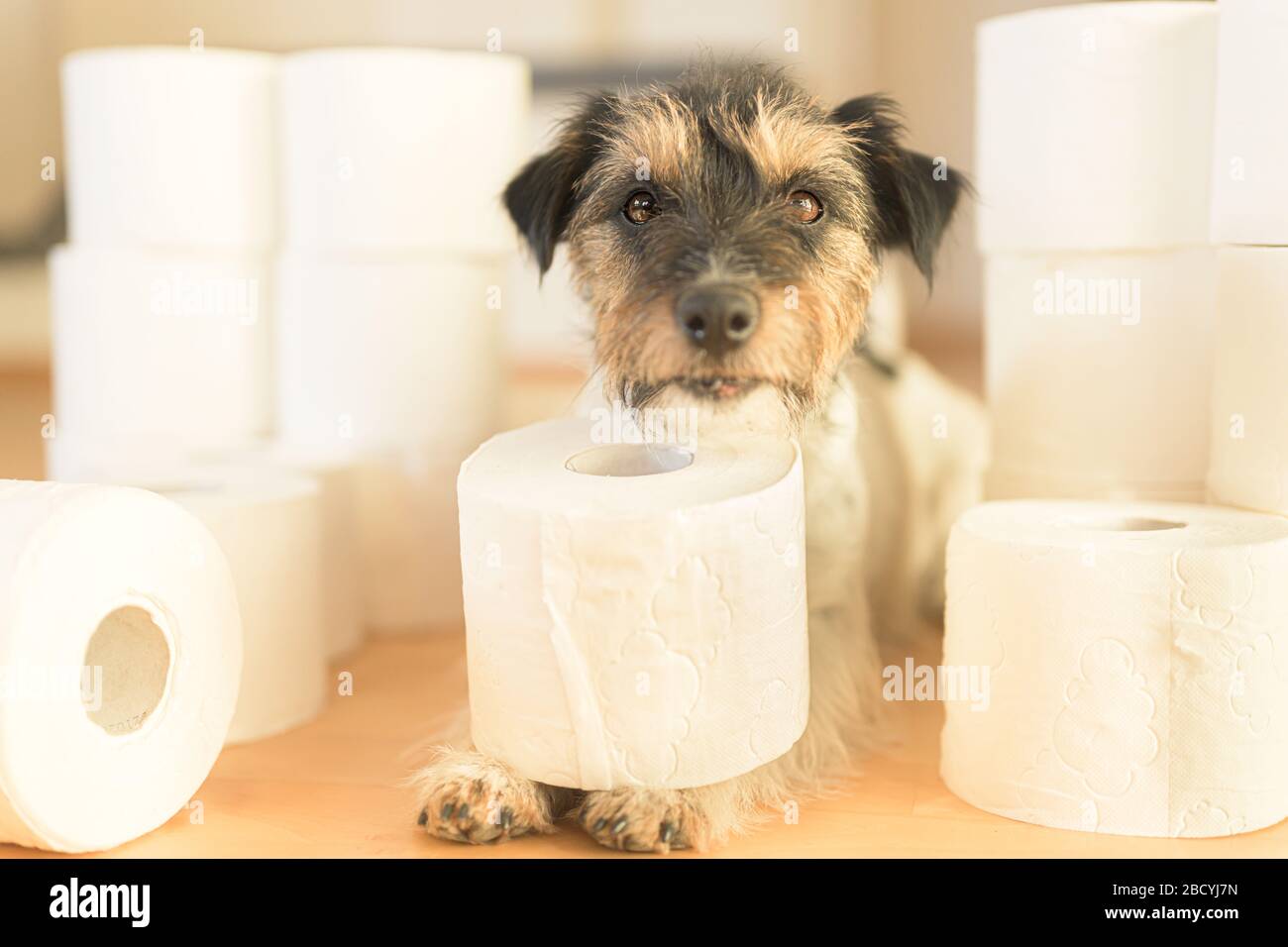 Can Dogs Digest Paper Towel