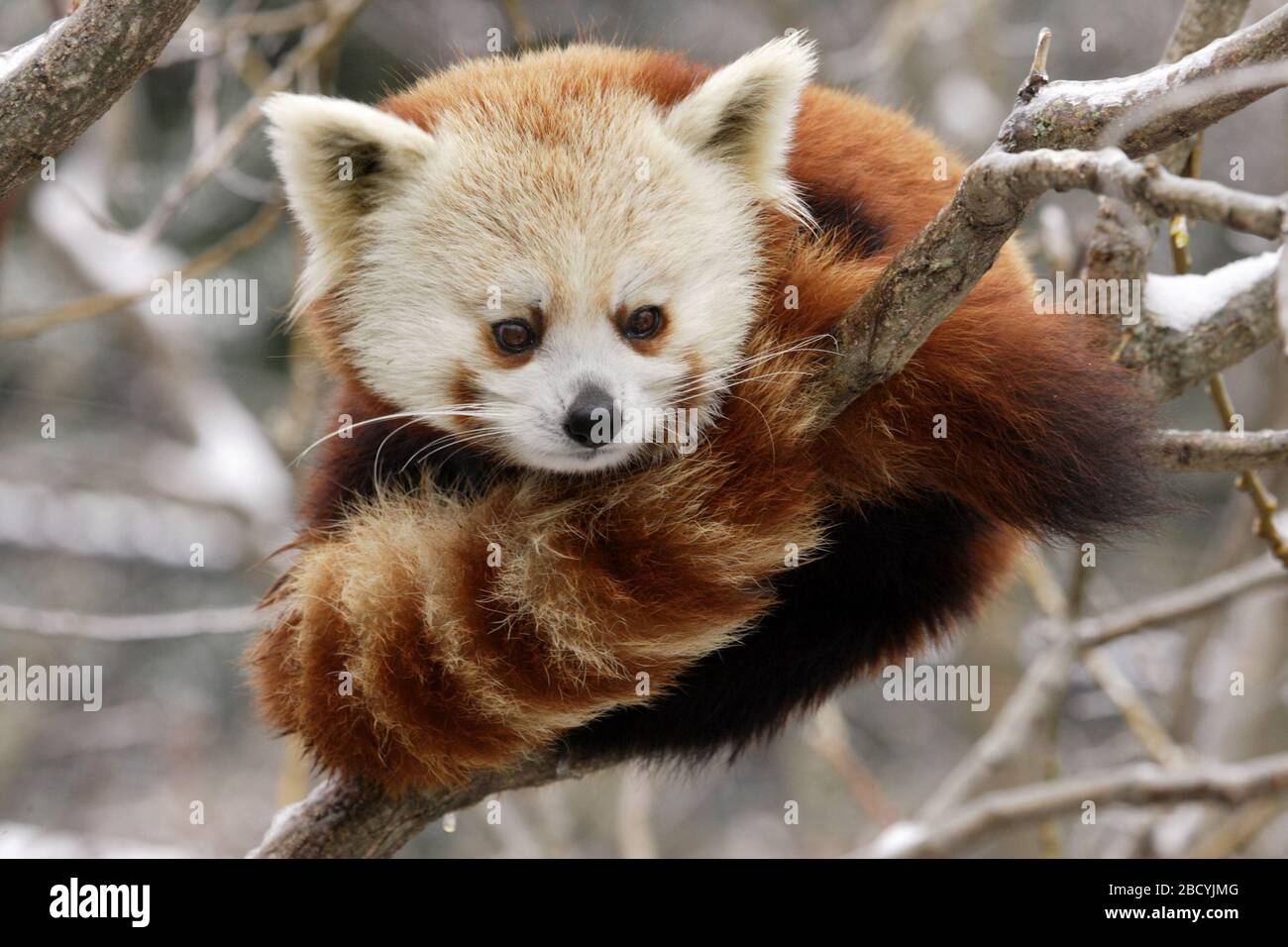 Red Red Panda,Species: fulgens,Genus: Ailurus,Family: Ailuridae,Order: Chordata,Kingdom: Animalia,horizontal,Asia Trail,Snow,winter Red Panda Stock Photo - Alamy