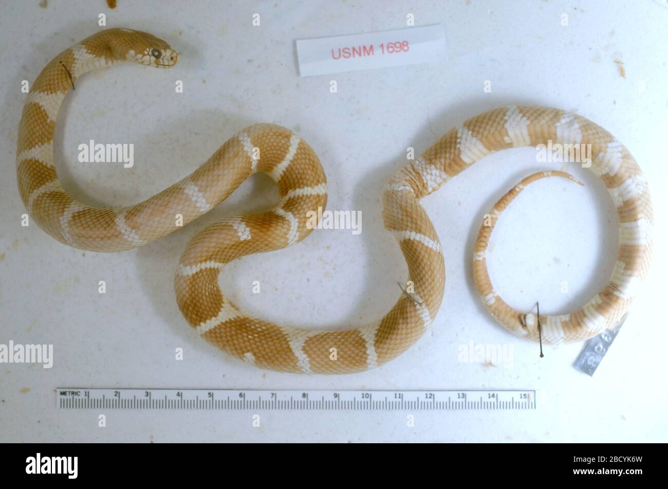 Lampropeltis getula californiae. 6 Aug 20141 Lampropeltis getula californiae Stock Photo