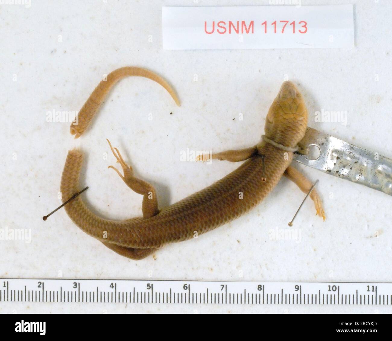 Plestiodon marginatus. Three (of eight) of the projecting muscle bundles were removed from the exposed end of the loose (broken-off) tail tip on 29 July 2011. Plestiodon marginatus Stock Photo