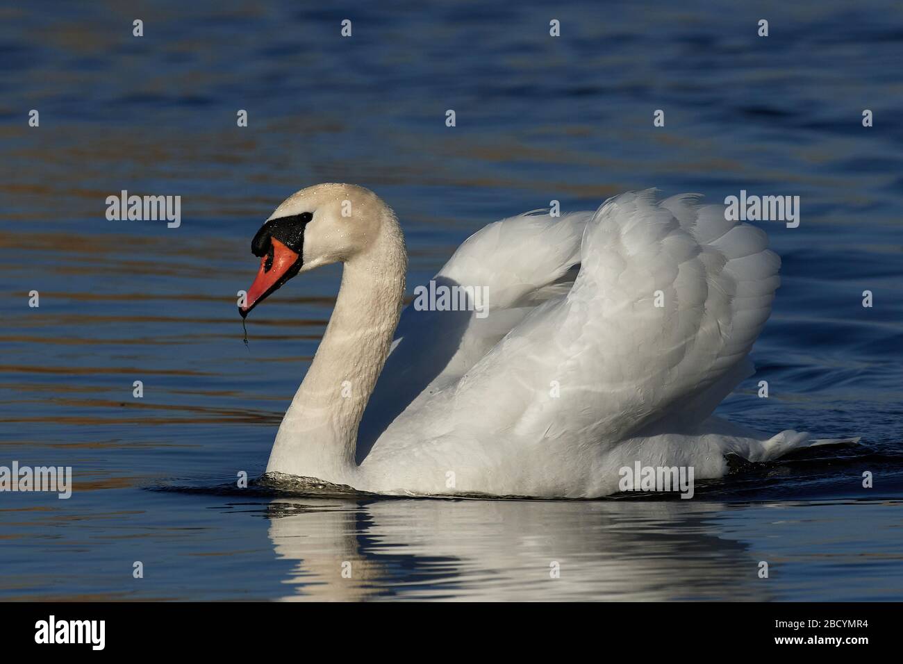 Mute swan in aggressive posture in its habitat Stock Photo