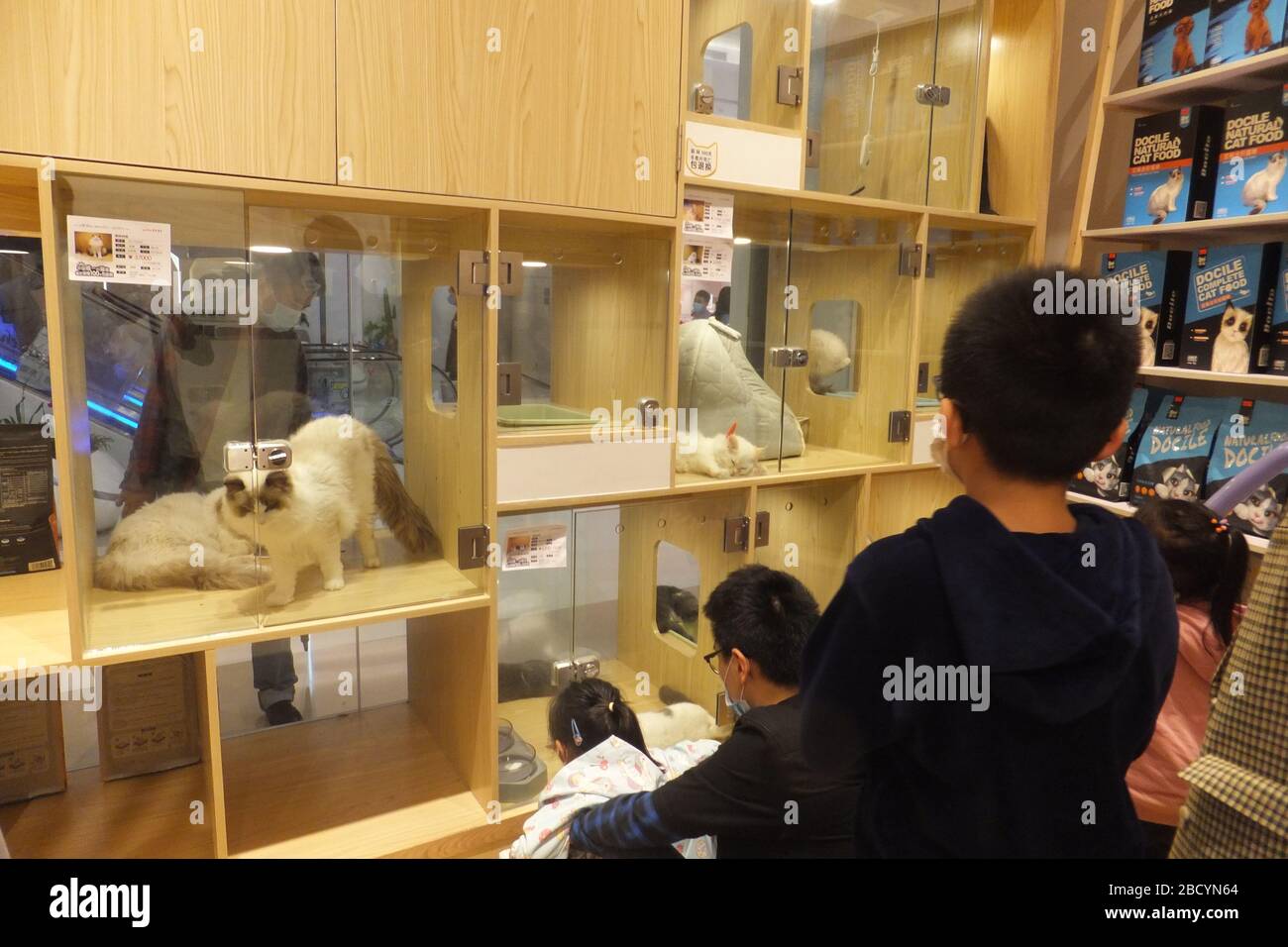 Shenzhen, China Famous cat pet shop opened, attracting male and female