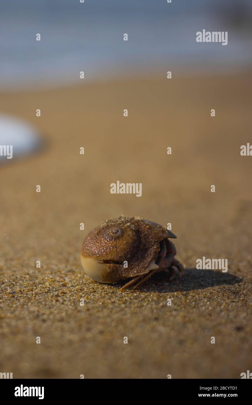 Little Hermit crab on beach sand waves. Hermit crab hiding inside of
