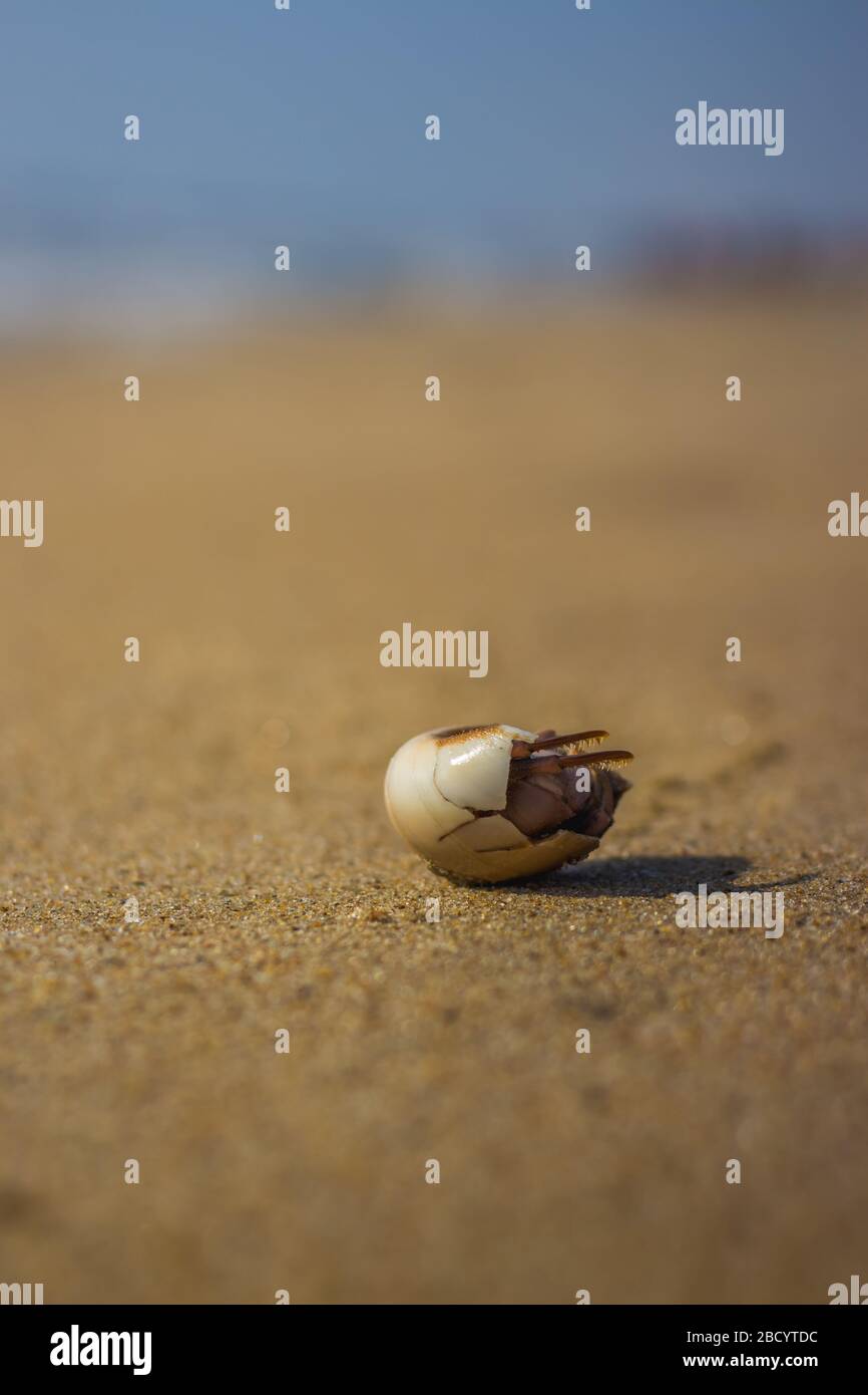 Little Hermit crab on beach sand waves. Hermit crab hiding inside of