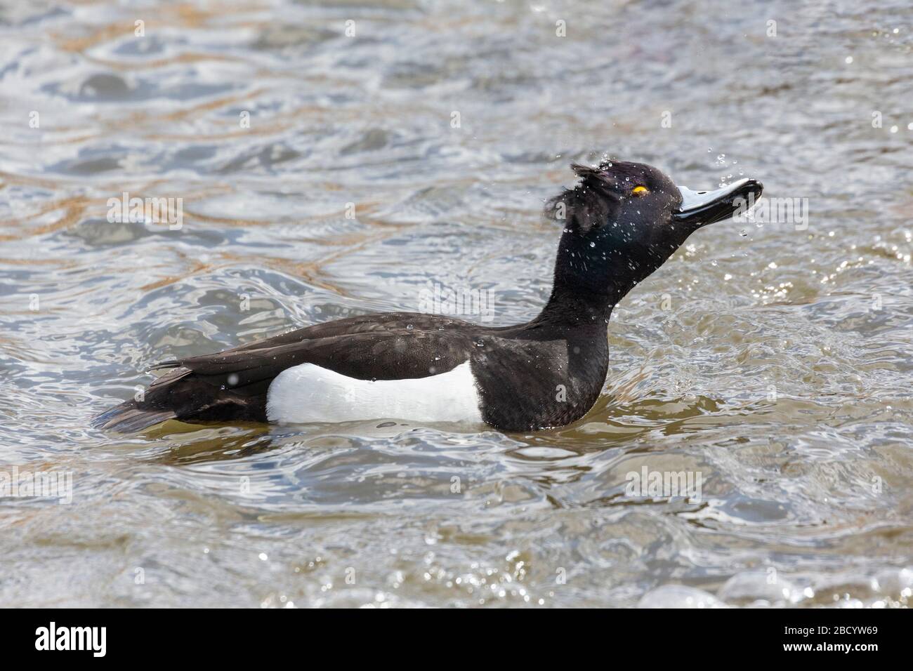 male tufted duck at Burnaby lake BC Canada. March 2020 Stock Photo