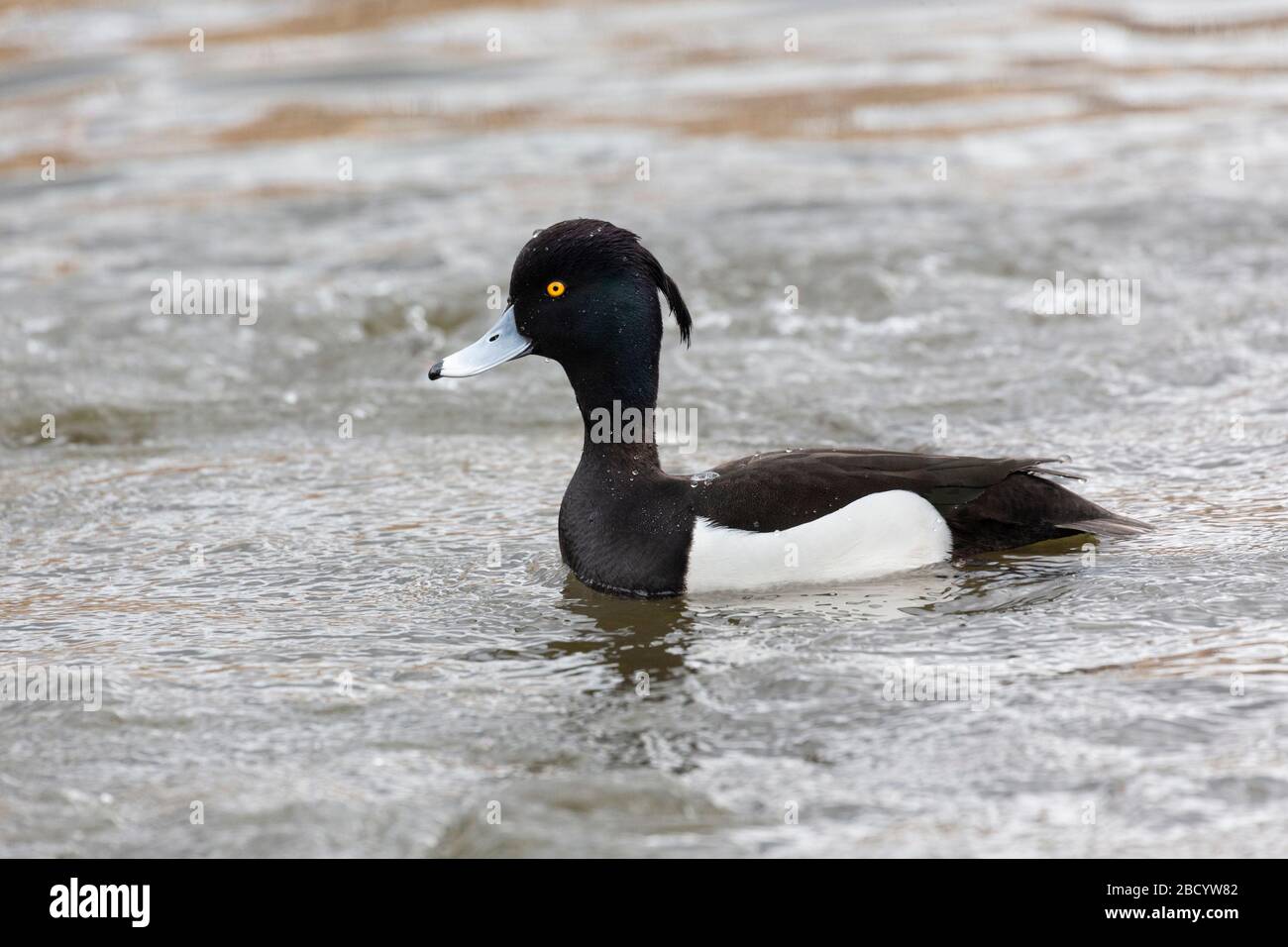 male tufted duck at Burnaby lake BC Canada. March 2020 Stock Photo