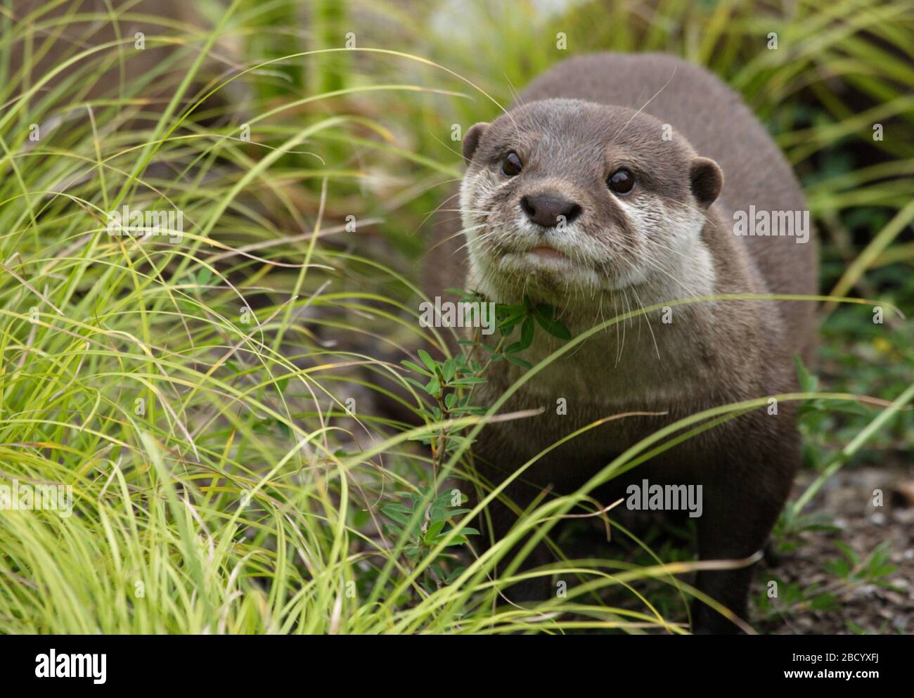 Asian Smallclawed Otter. Asia Trail,Species: cinerea,Genus: Aonyx