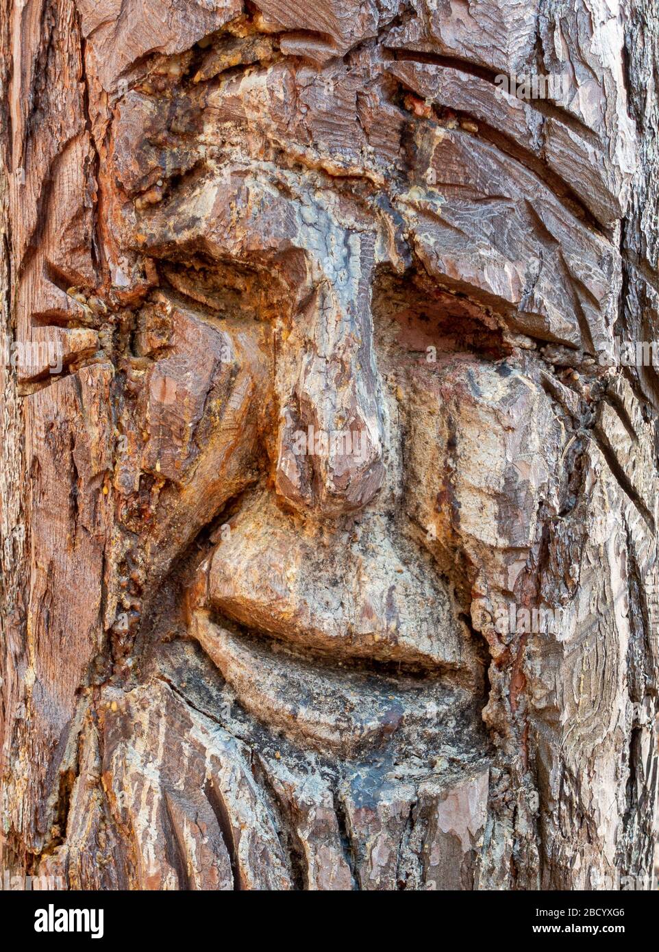 Carved grimace in a tree at the hiking trail Fratzenweg in Aichtal-Neuenhaus Stock Photo
