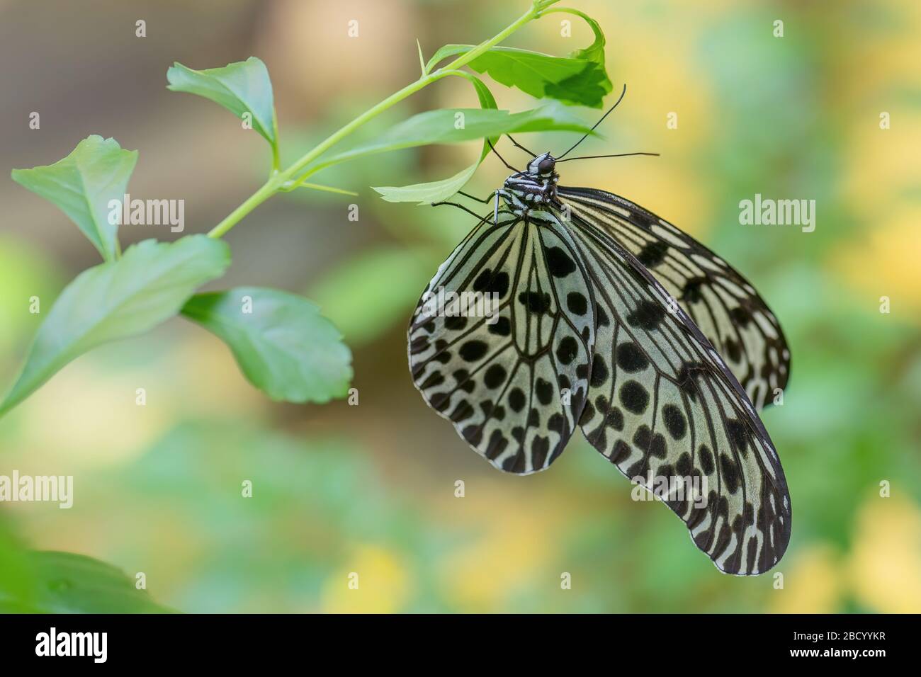 Common Tree Nymph - Idea stolli, beautiful large butterfly from Eastern Asian meadows and woodlands, Pangkor island, Malaysia. Stock Photo
