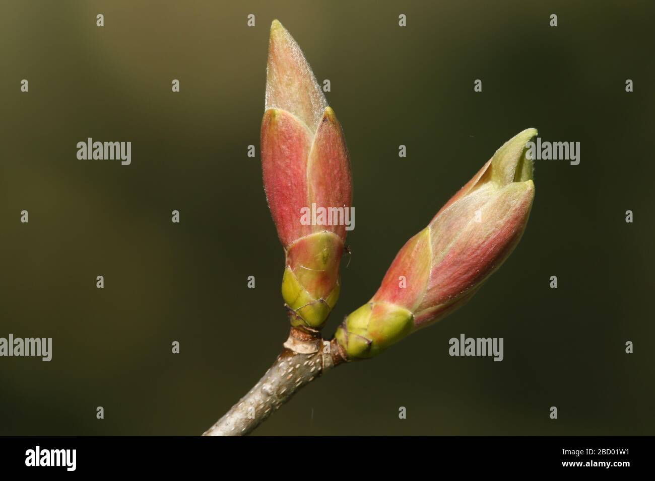 Buds growing on a branch of a Sycamore tree, Acer pseudoplatanus, in spring. Stock Photo