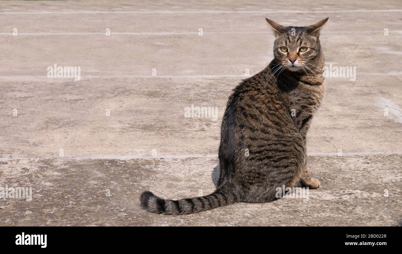 A striped cat with its ears lowered sits on the road Stock Photo Alamy