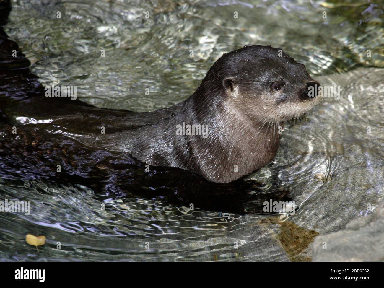 North American River Otter. Species: canadensis,Genus: Lontra,Family