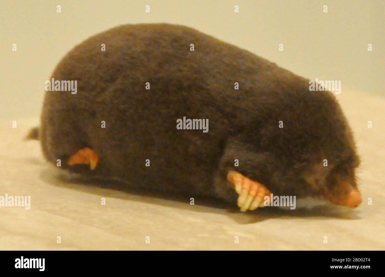 Mole European Talpa Europaea Hi res Stock Photography And Images Alamy mole-european-talpa-europaea-hi-res-stock-photography-and-images-alamy