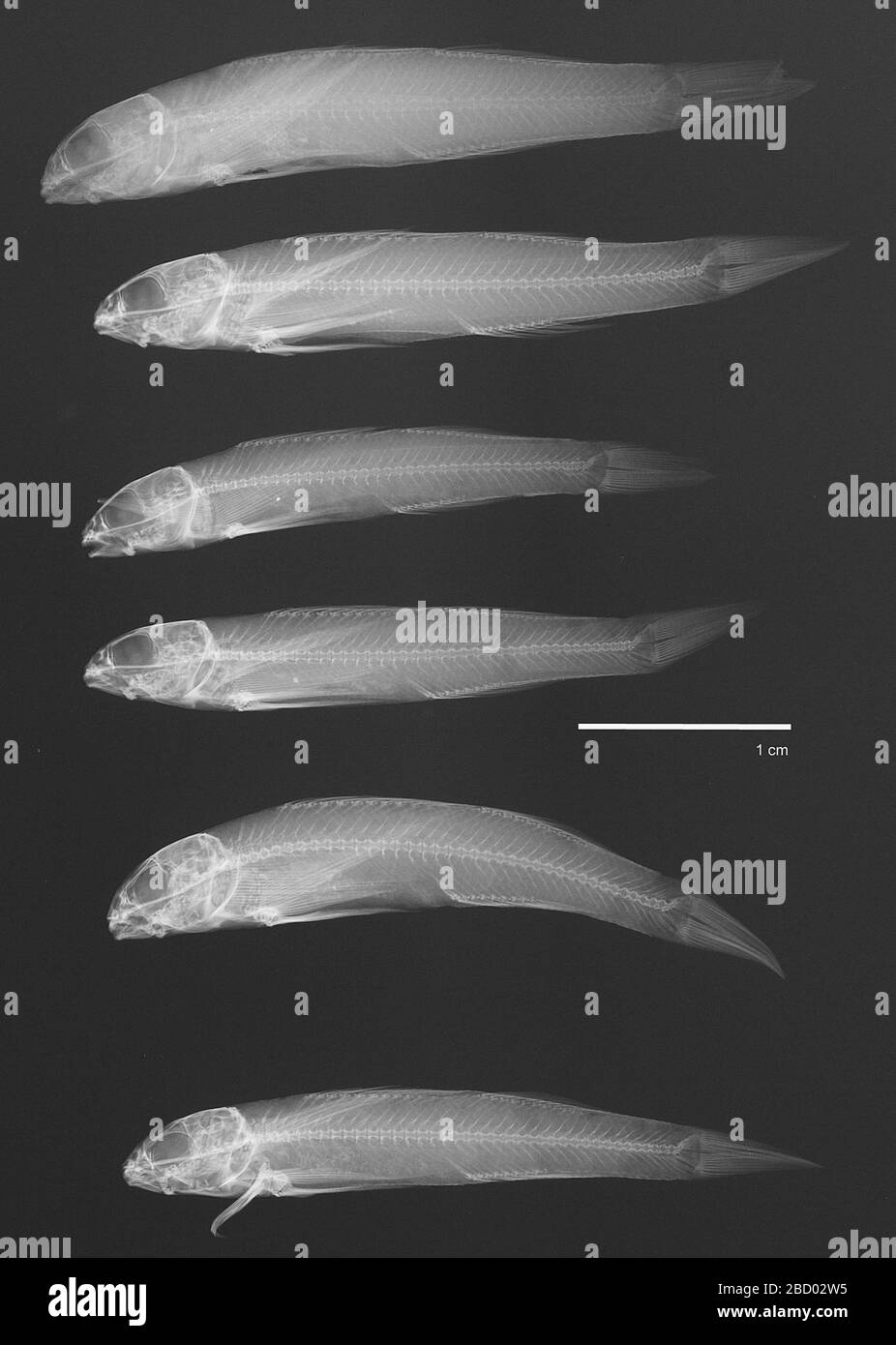 Etheostoma rupestre Gilbert Swain. Out of 36695 lectotype designation by c. tsai in collette, b. b. and l. w. knapp, 1966. catalog of type specimens of the darters (pisces, percidae, etheostomatini). proceedings s of the united states national museum, vol. 119, no. 3550, p. 38.11 May 201817 Etheostoma rupestre Gilbert Swain Stock Photo