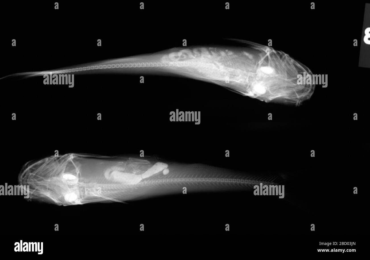 Bagre marinus. 12 Dec 20162 Bagre marinus Stock Photo