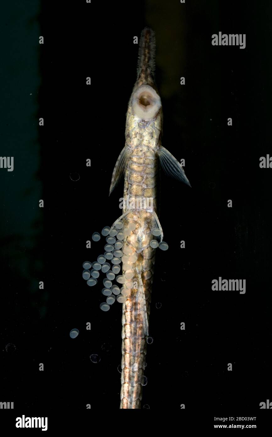 Twig Catfish. Species [unknown],Genus [unknown],Family Loricariidae