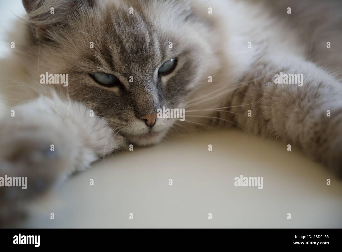 Closeup of the face of a cute pretty fluffy adult female lynx point ragdoll cat with blue green