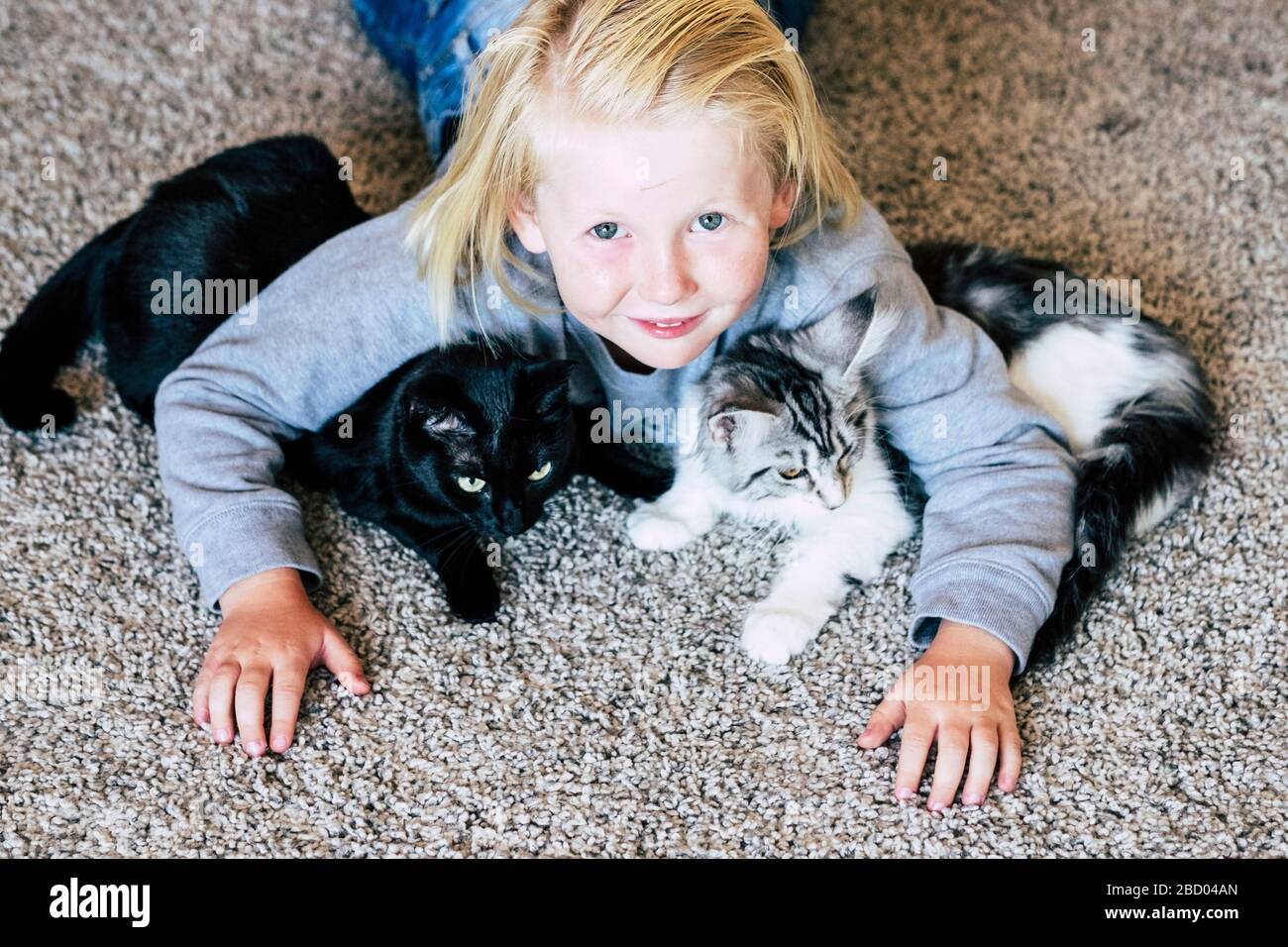 Childhood concept with caucasian white skin little children playing at home on the floor with his best friends cats - animals pet therapy and indoor l Stock Photo