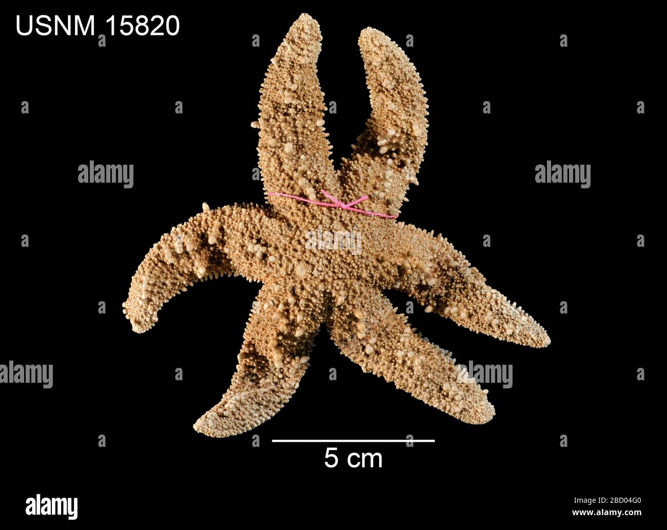 Polythela Star specimens hi-res stock photography and images - Alamy