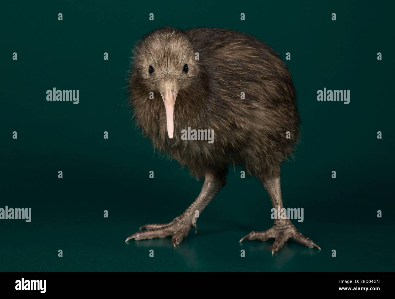 Brown Kiwi Female Species Australis Genus Apteryx Family Apterygidae Order Struthioniformes Class Aves Phylum Chordata Kingdom Animalia Chick Young Baby Bird Kiwi Brown Kiwi Stock Photo Alamy