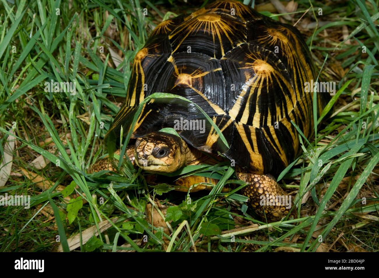 Radiated Tortoise. Species: radiata,Genus: Geochelone,Family ...