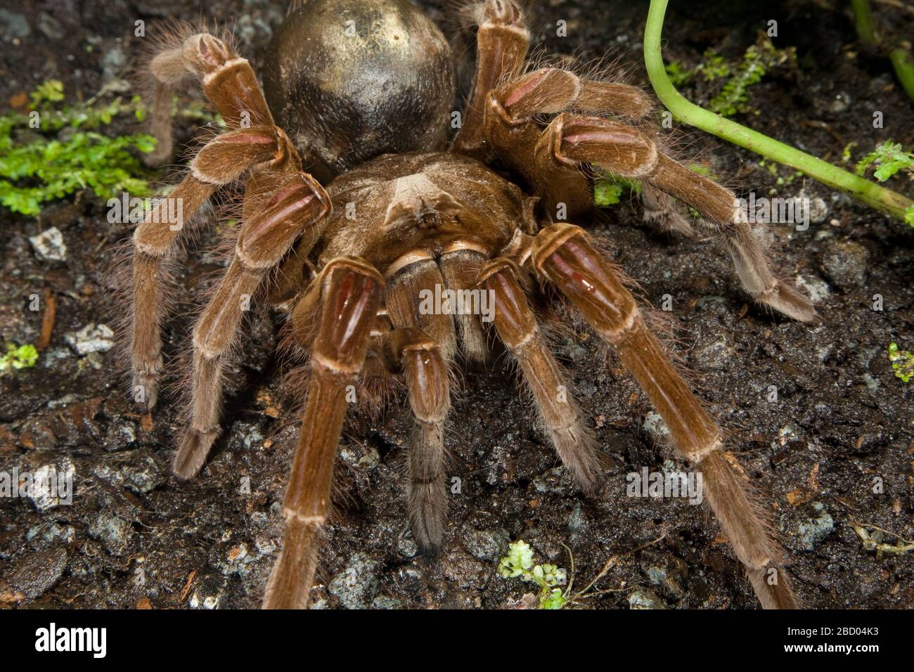 Goliath Birdeating Tarantula. Species: leblondi,Genus: Theraphosa,Family: Theraphosidae,Order: Araneae,Class: Arachnida,Phylum: Arthropoda,Kingdom: Animalia,Invertebrate,Arthropod Goliath Bird-Eating Spider Stock Photo