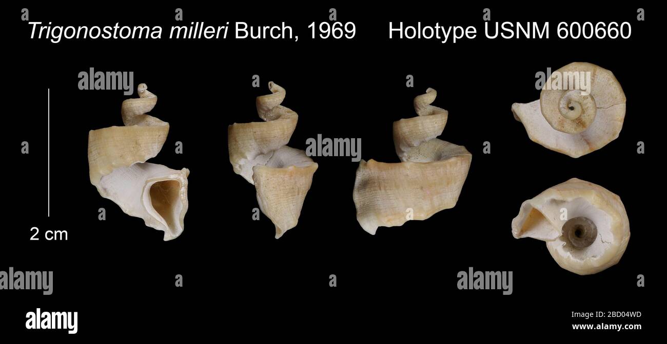 Trigonostoma milleri. 20 Jan 20161 Trigonostoma milleri Stock Photo Alamy