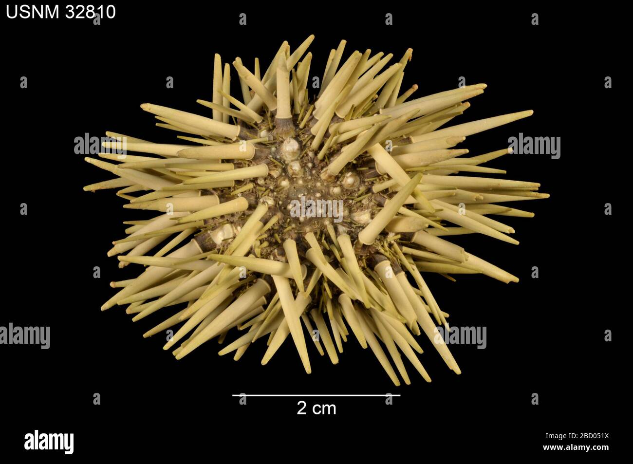 Echinometra picta. 30 Apr 201538811 Stock Photo